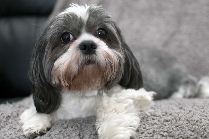 Shih Tzu