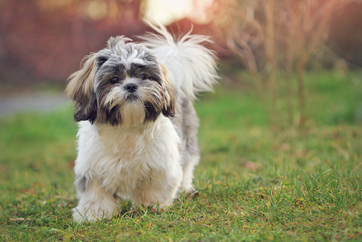 Matted shih best sale tzu