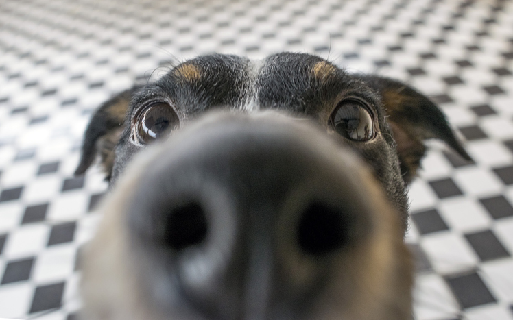 Dog Nose