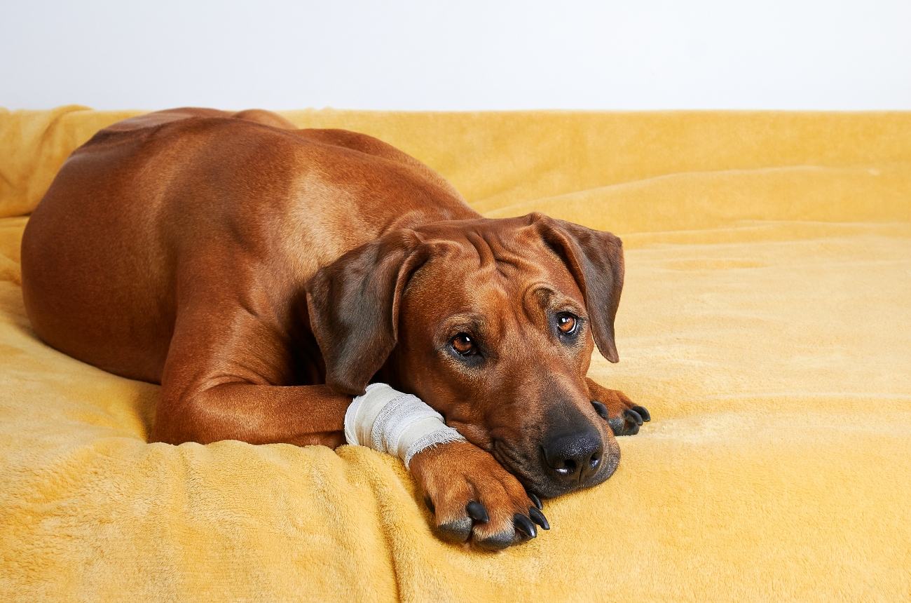 Dog laying on a bed with an injured front leg