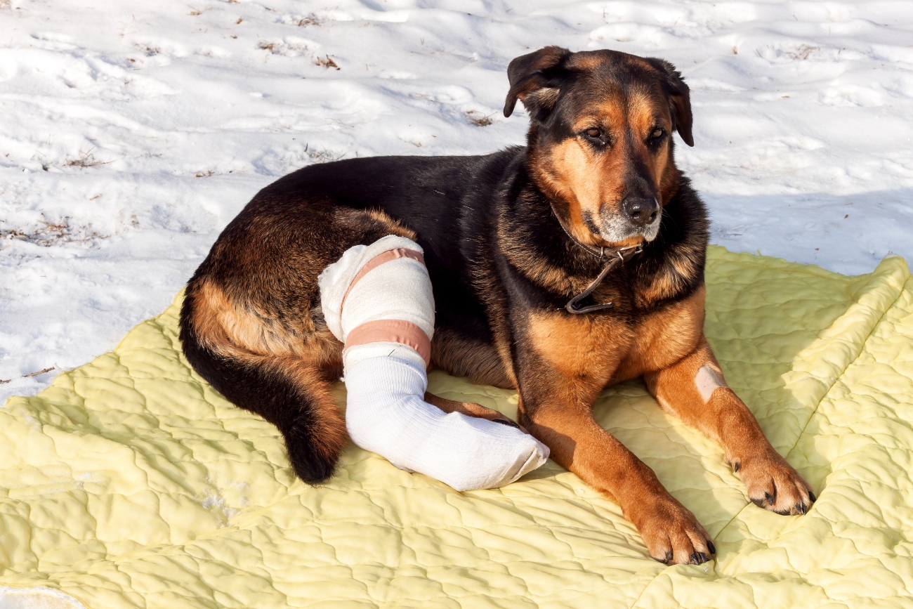 A german shepherd with a broken leg in a cast