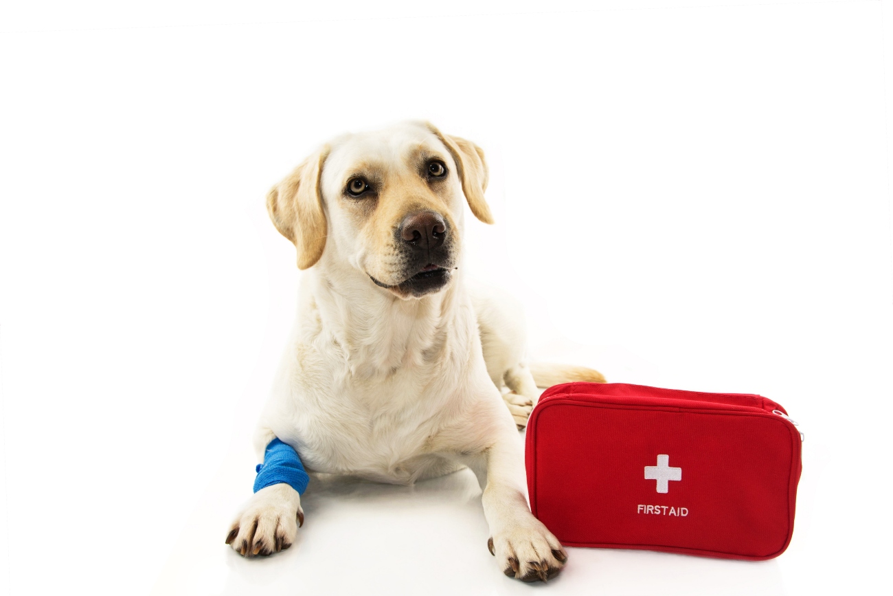 A Labrador with a bandaged leg laying next to a first aid kit