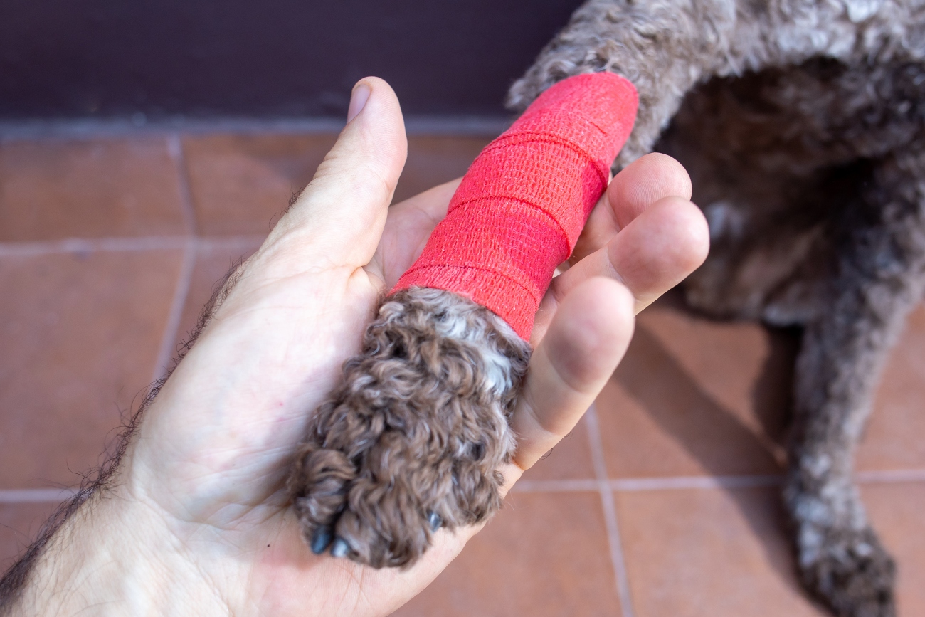 A dog's leg with a bandage wrapped around it