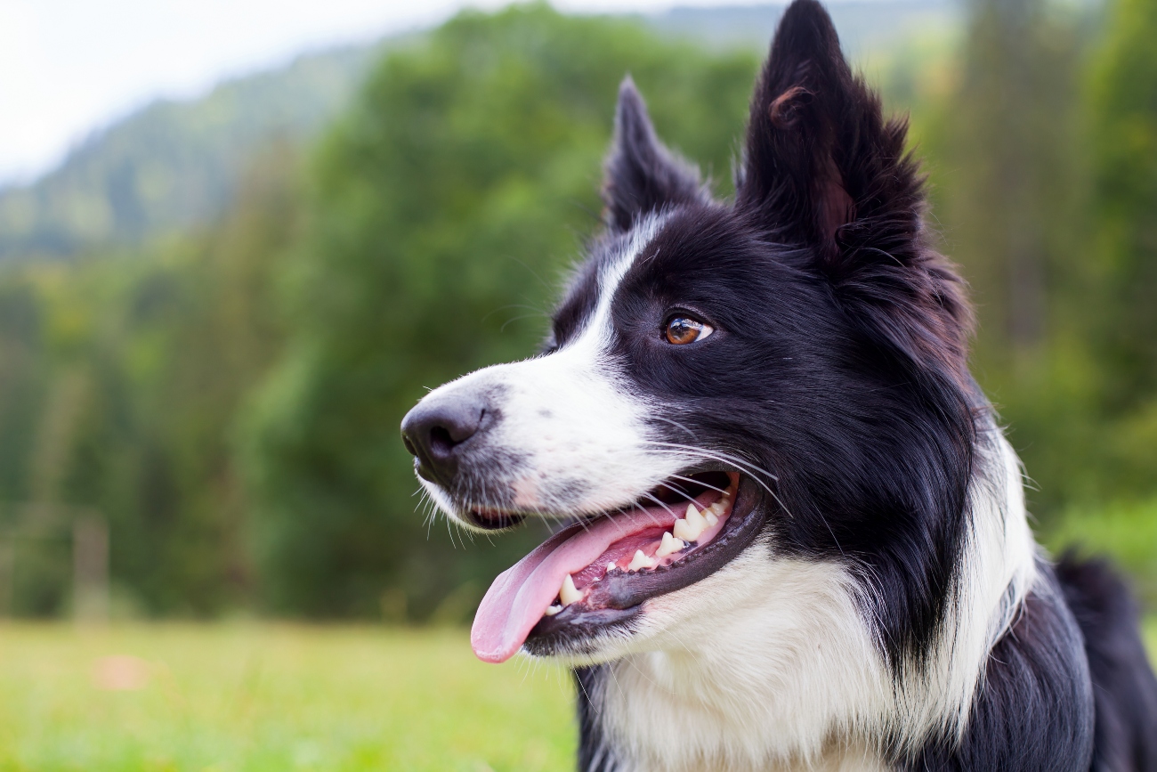 how does panting keep dogs cool