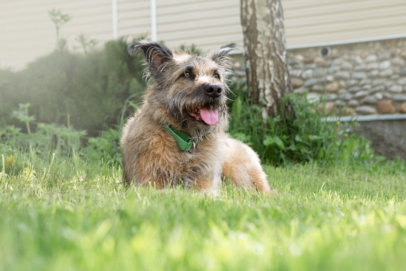 A cute older shaggy dog panting