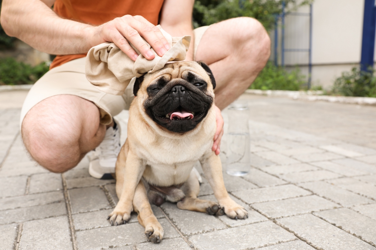 A pug being patted down with water to prevent heatstroke