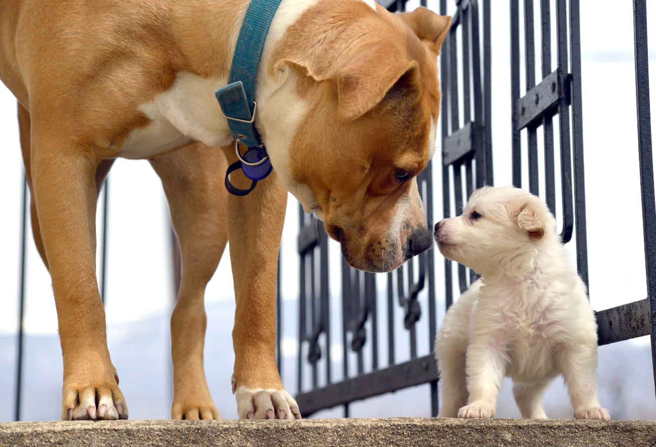 a pup and dog touching noses