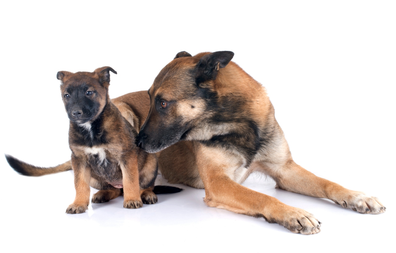 german shepherd pup and adult dog