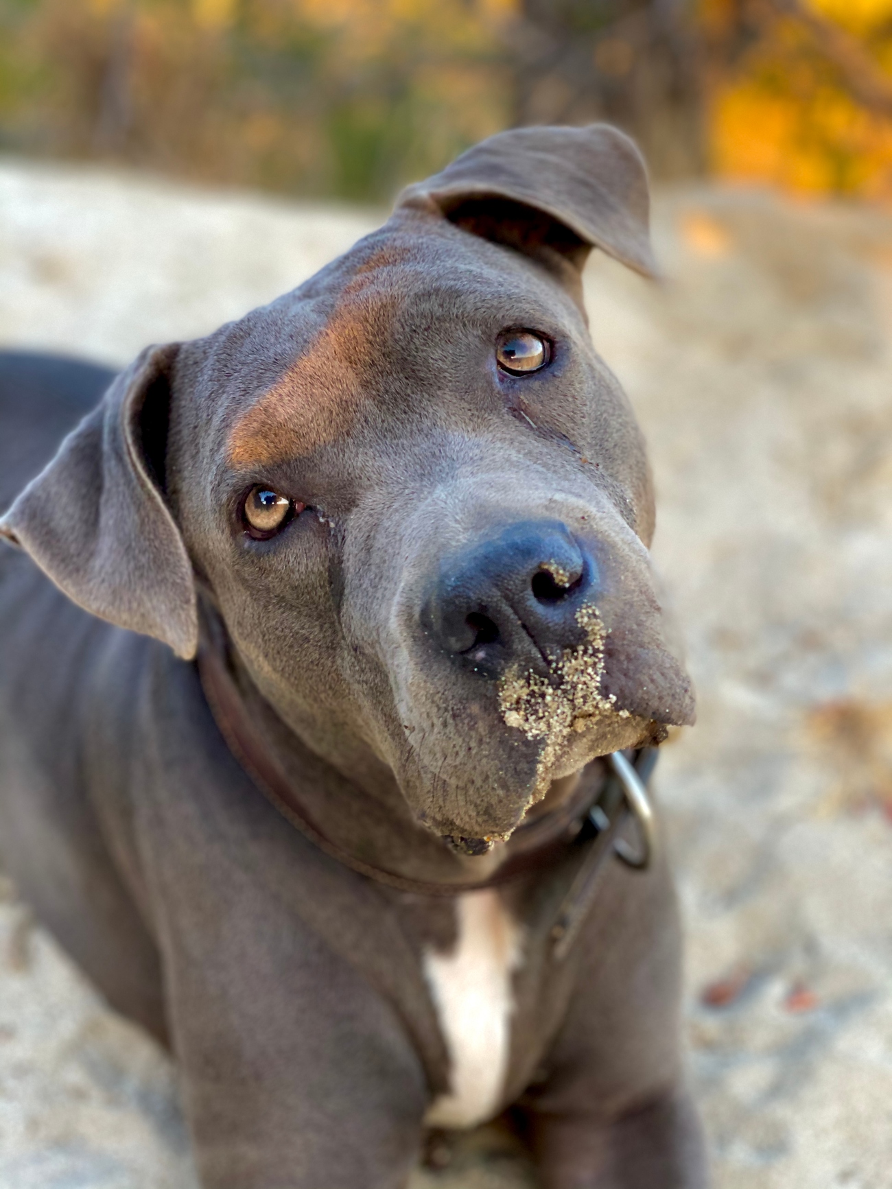 dog with dirt on its snout