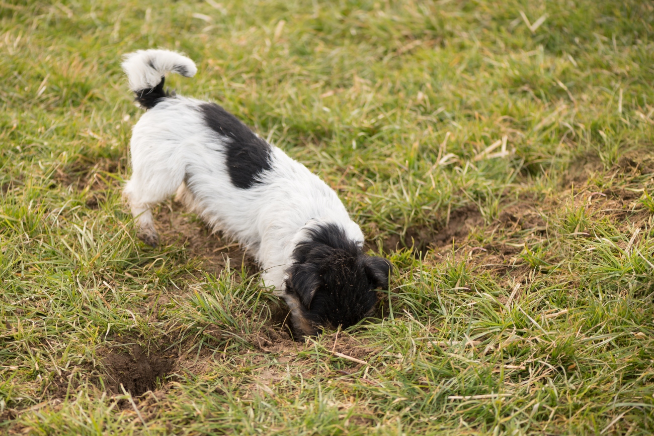 dog eating the soil