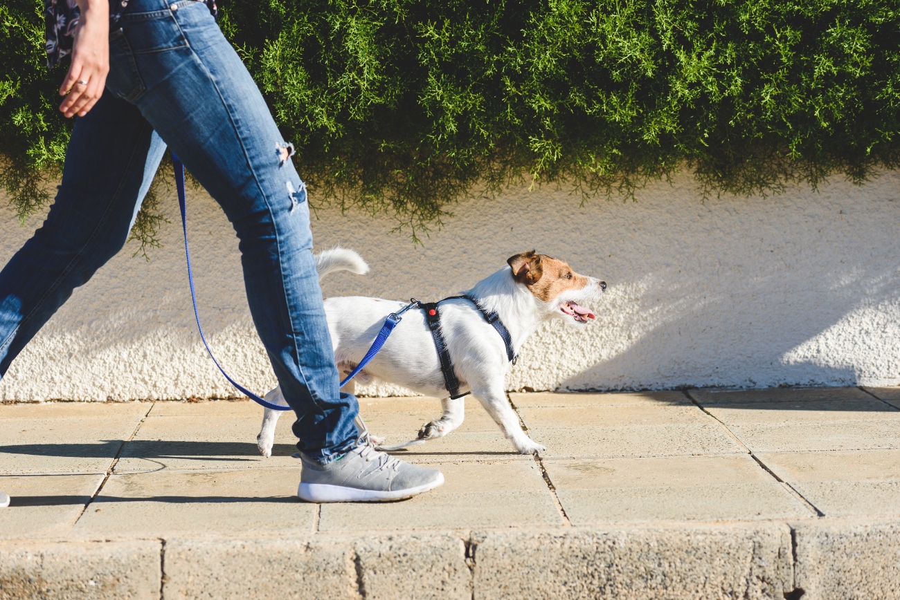 jack russell being walked