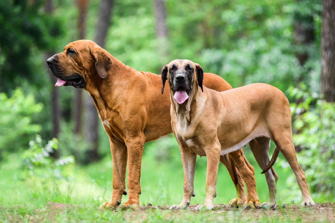 2 big hounds standing next to eachother in the forest