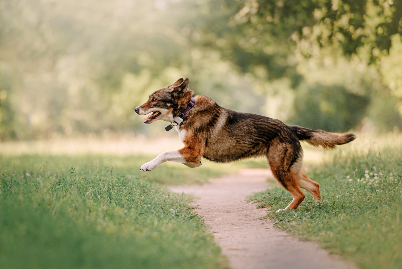 a dog leaping across the path