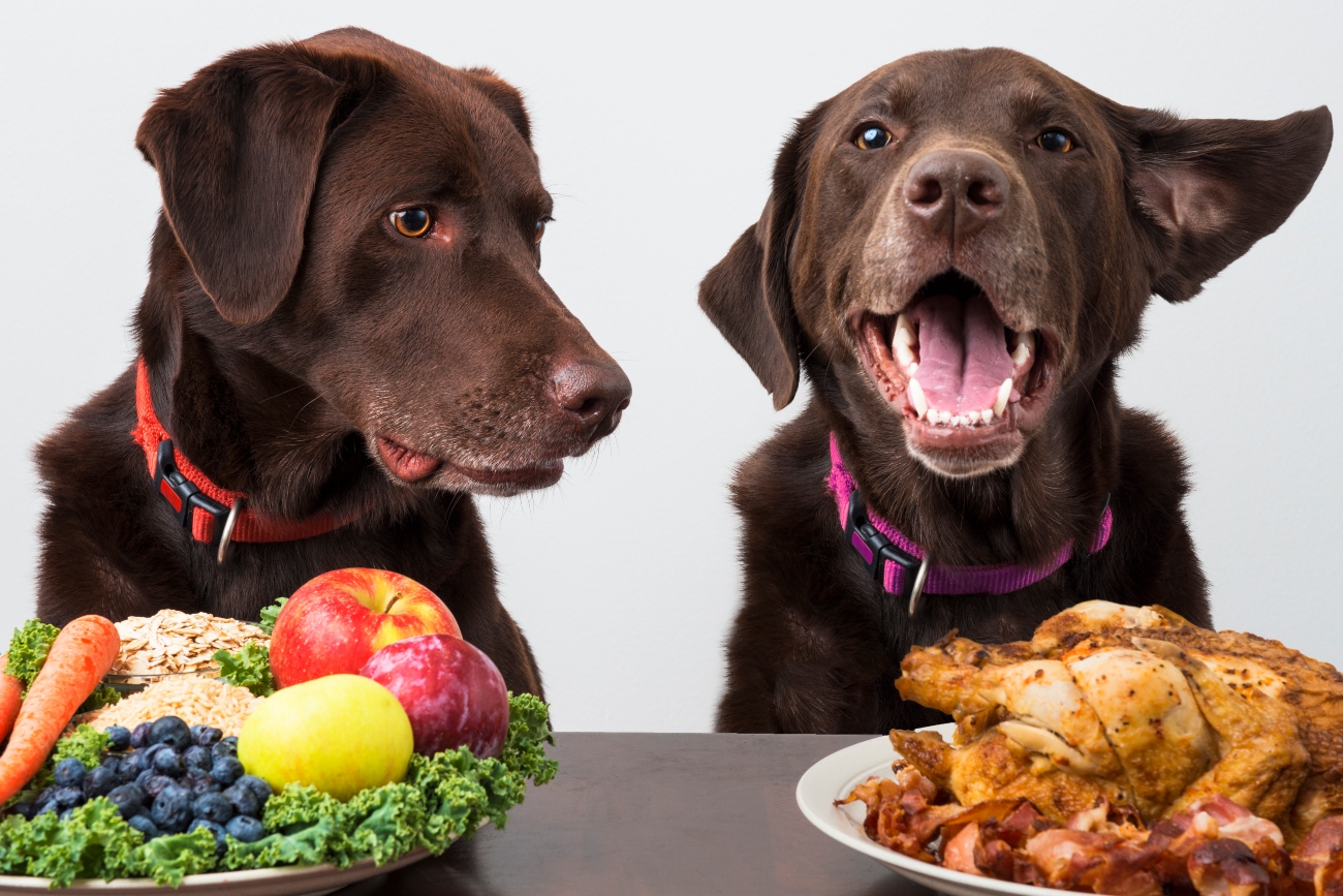 2 brown dogs sitting in front of a plate of veg and a chicken