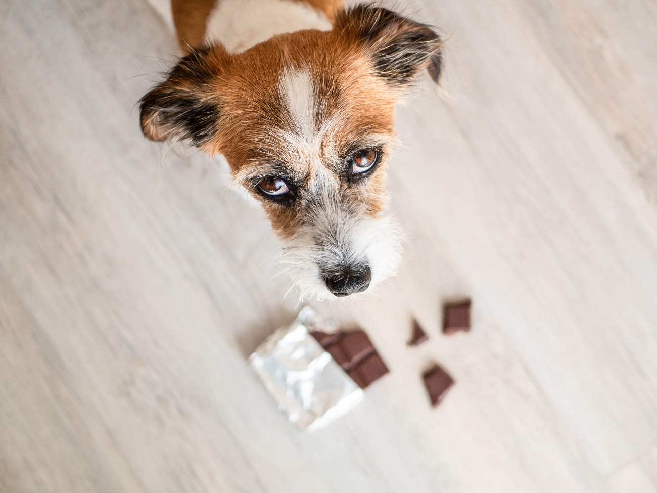 a dog looking up sadly standing over chocolate