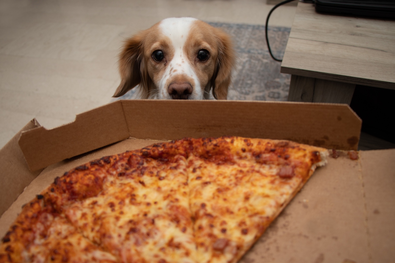 dog staring at pizza slices