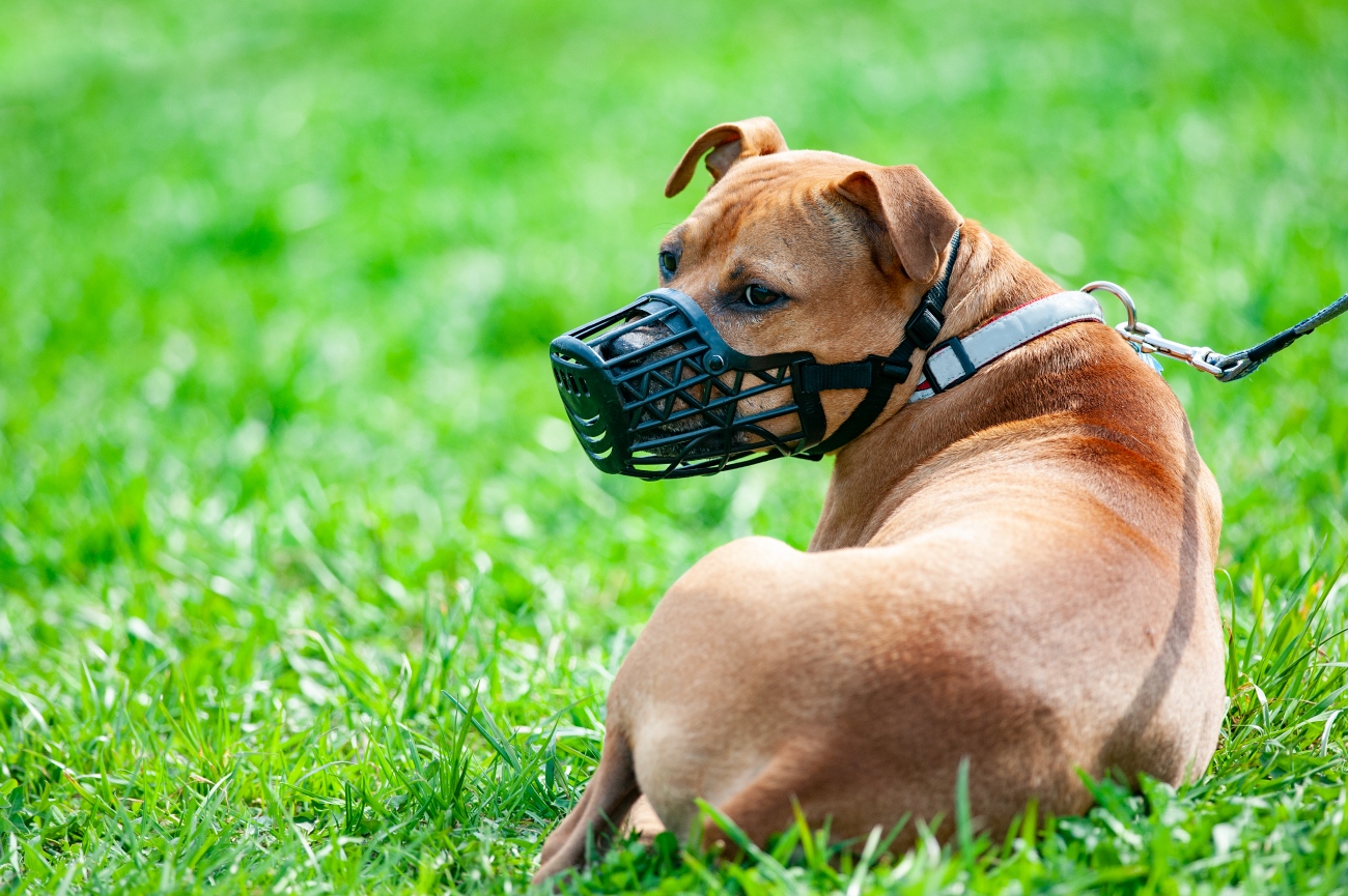 brown dog laying on the ground wearing a nozzle