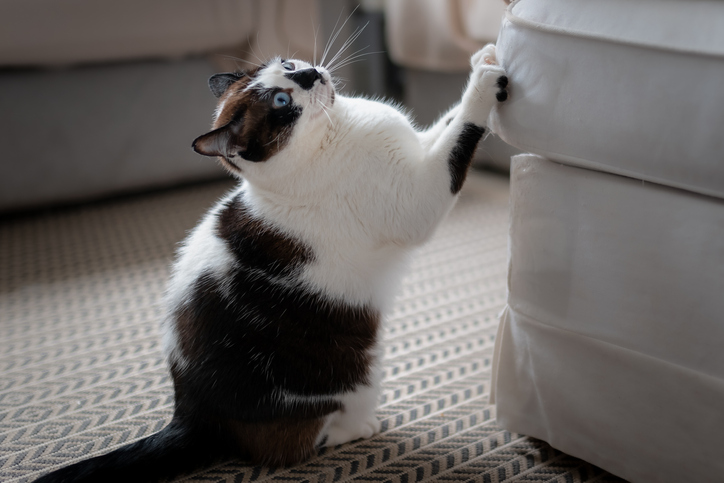 Cat playing on sofa