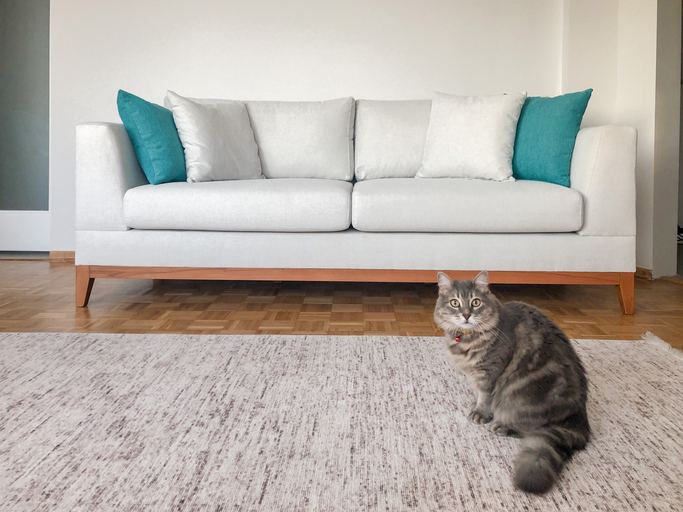 Cat with sofa