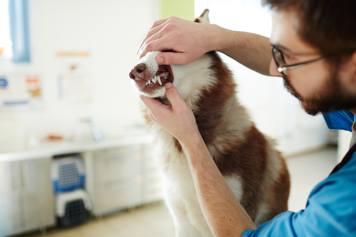 dog teeth clean