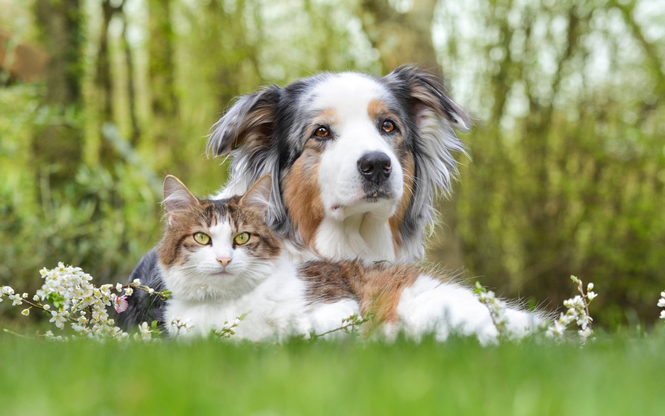 Pet Insurance from Petwise