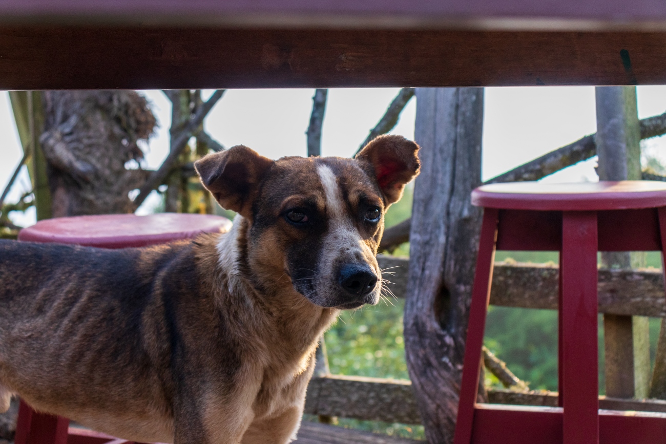 Rapid weight loss in older dogs What does it mean