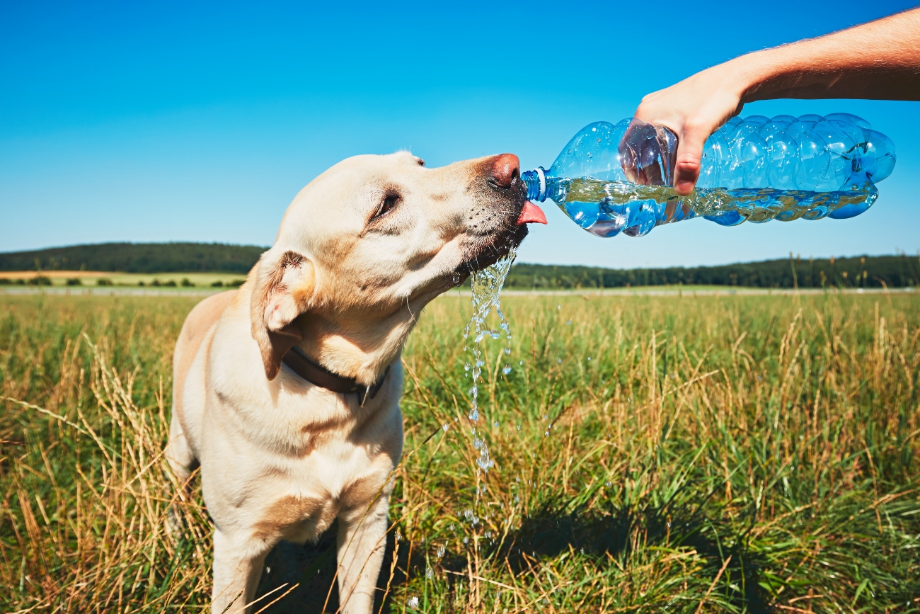 dehydrated dog drinking from water bottle