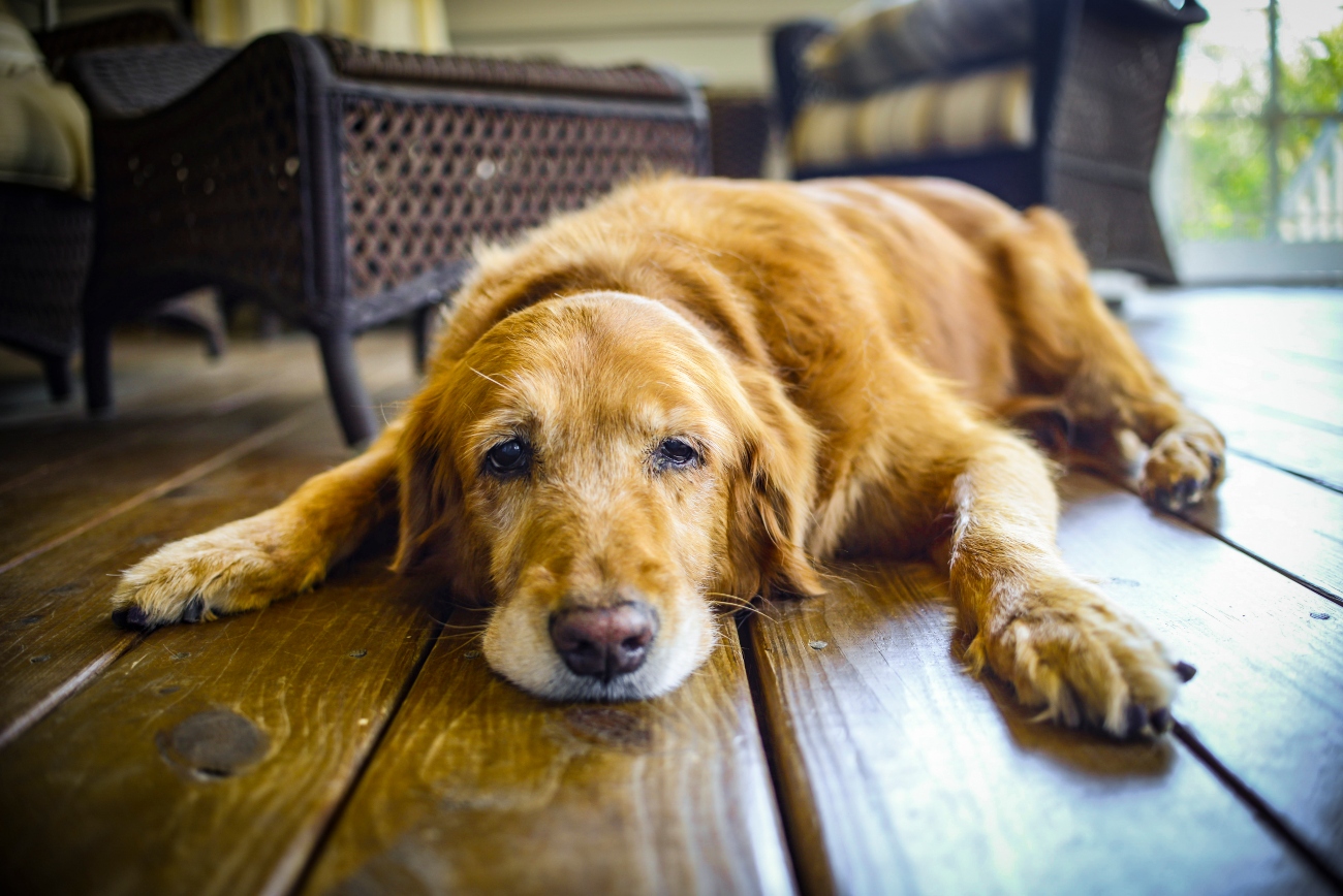 old dog laying on the wooden floor