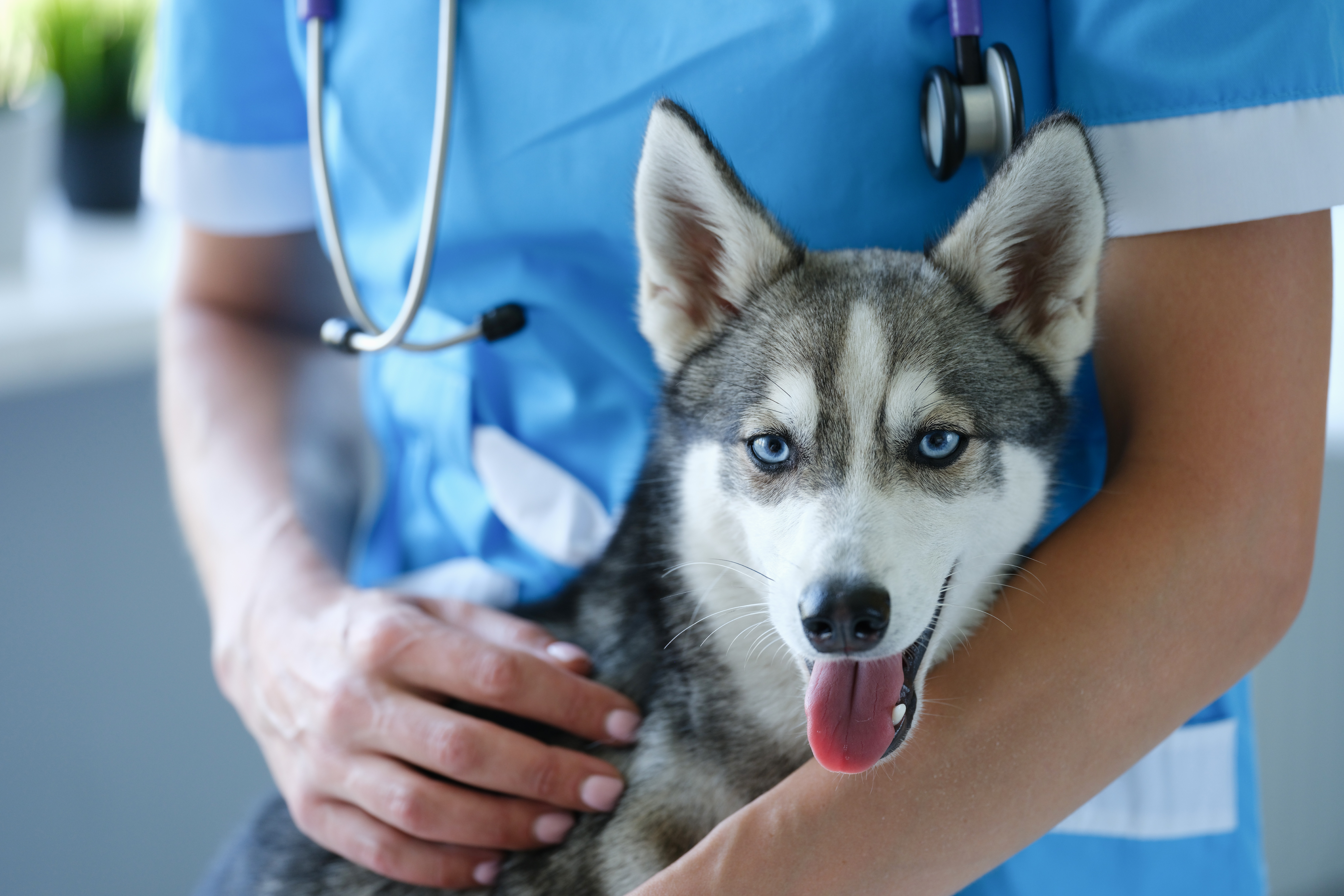 Study shows anaesthesia risks in dogs are low