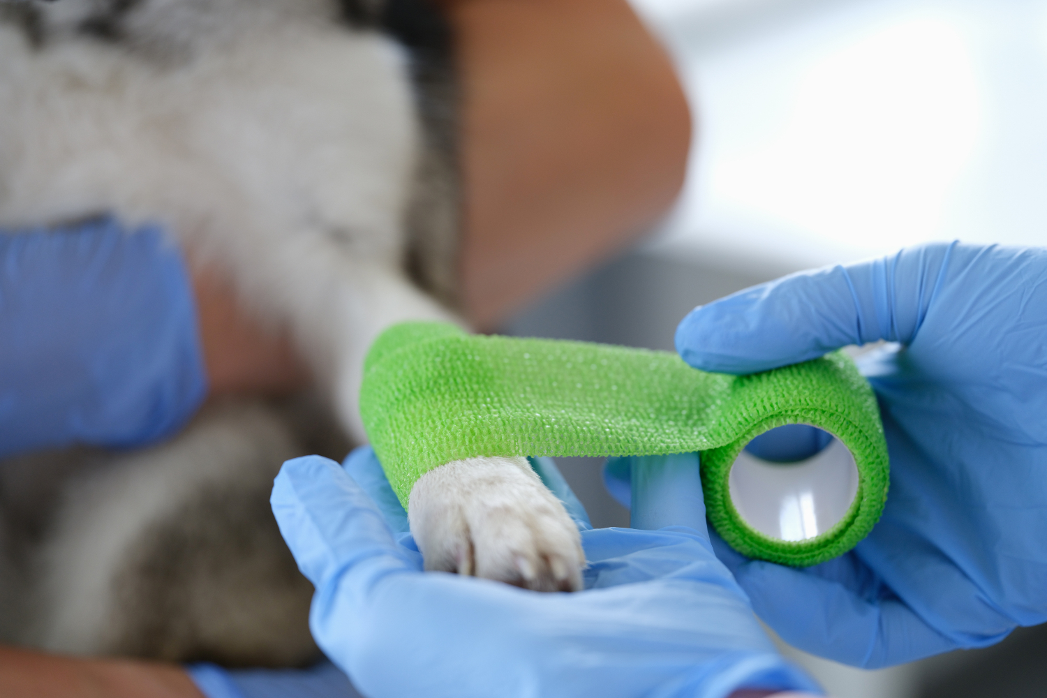 green bandage being put on dog's paw