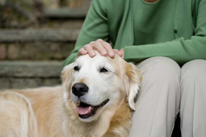 Golden Retriever 