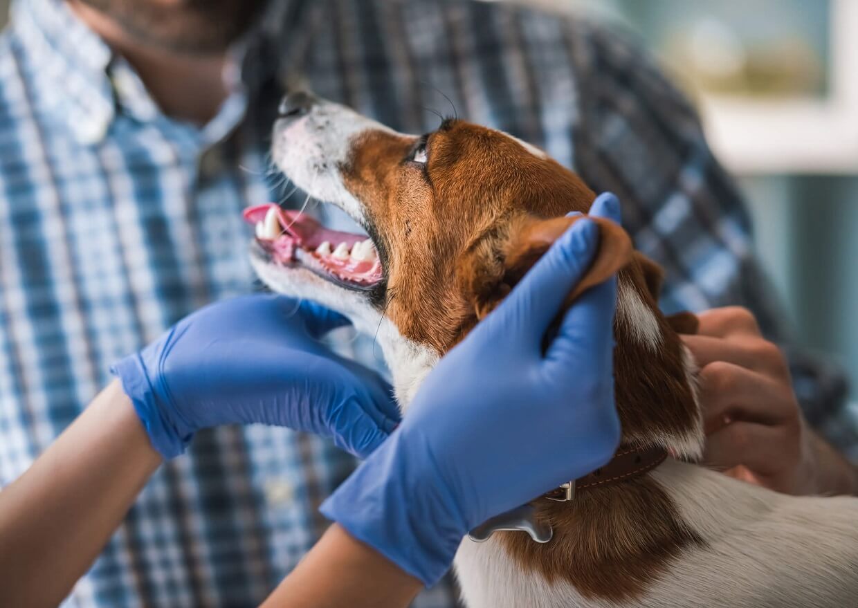 Dog at vets