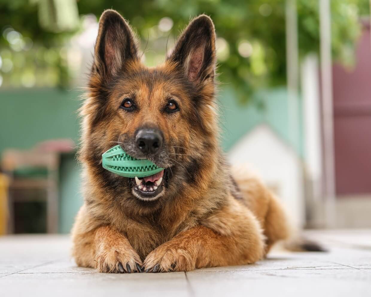 brown dog with its teeth bared