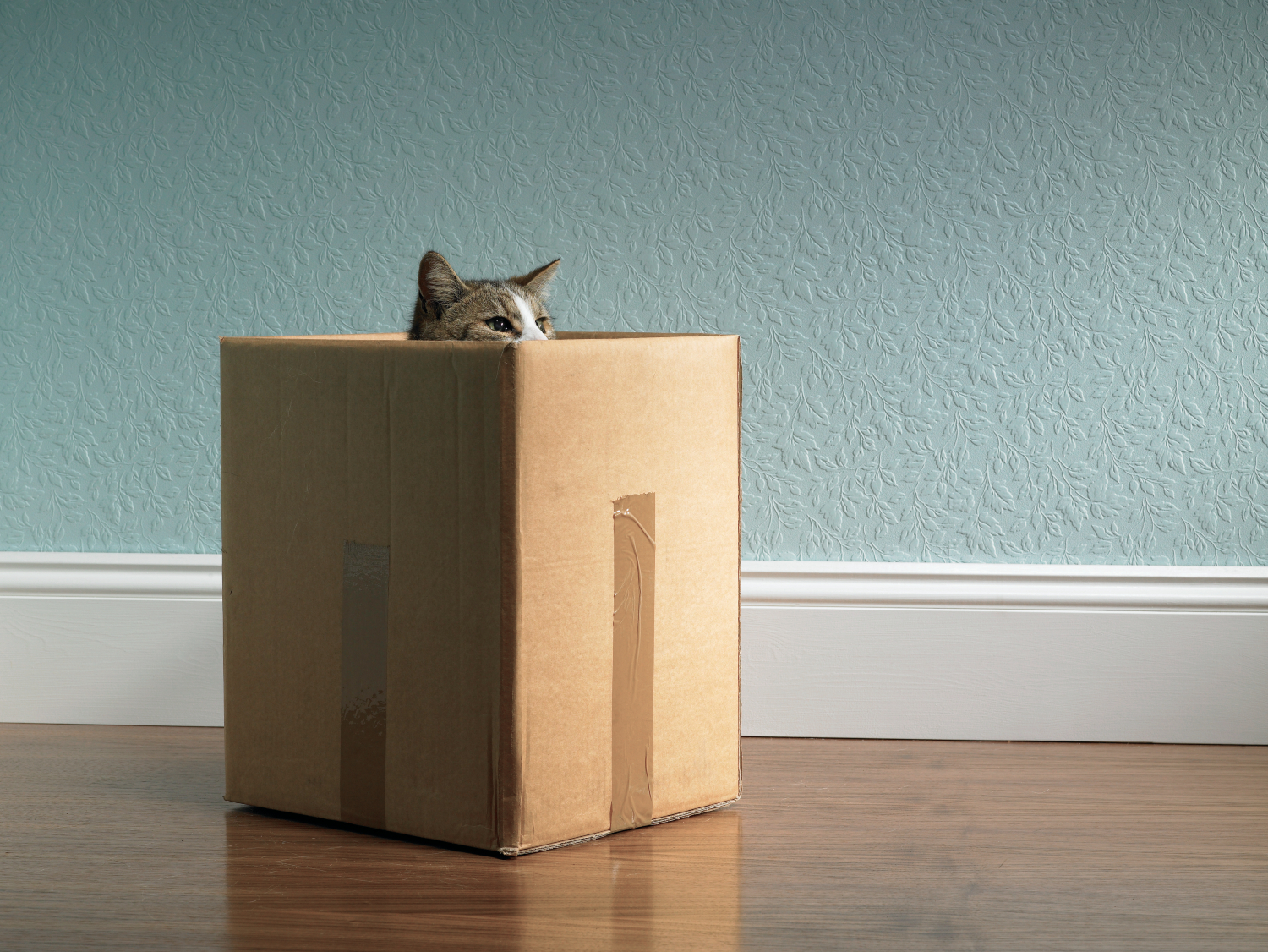 cat poking head out of a box