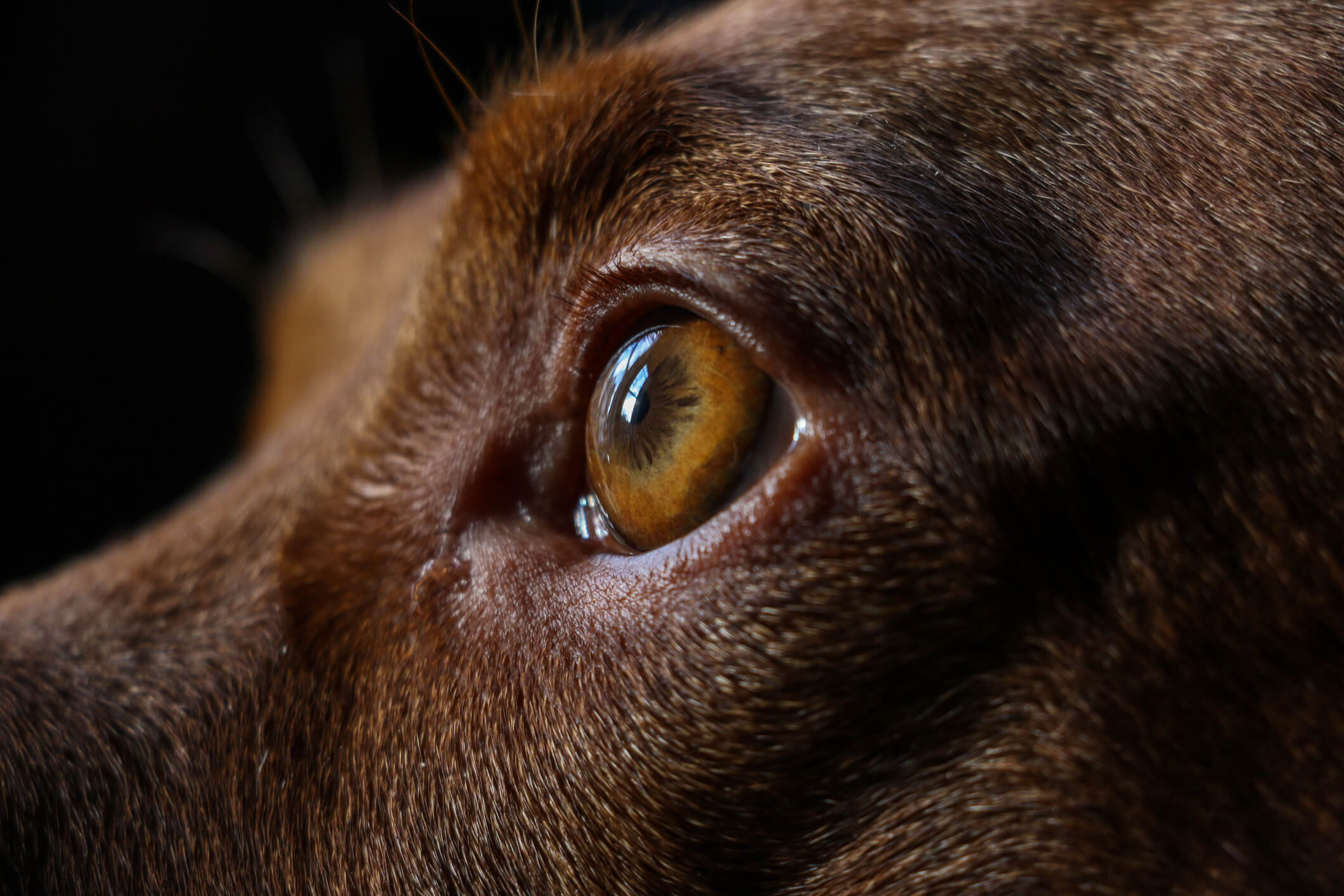 Labrador's eye