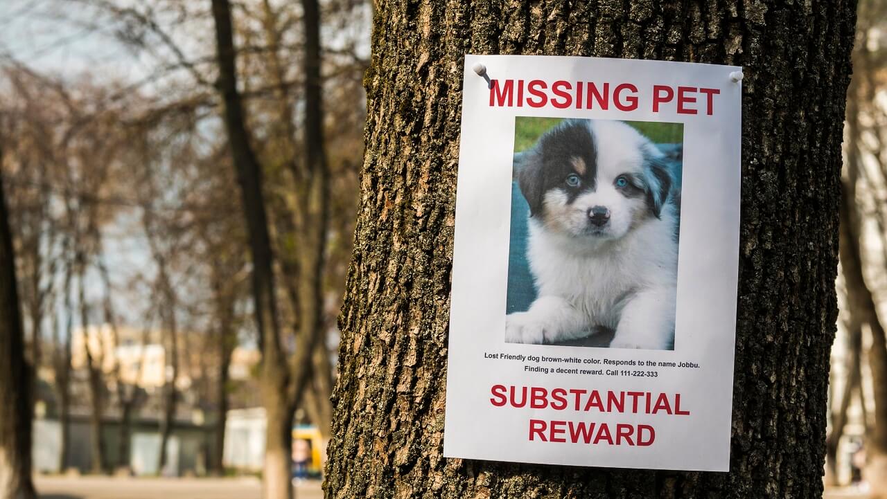 Missing dog poster
