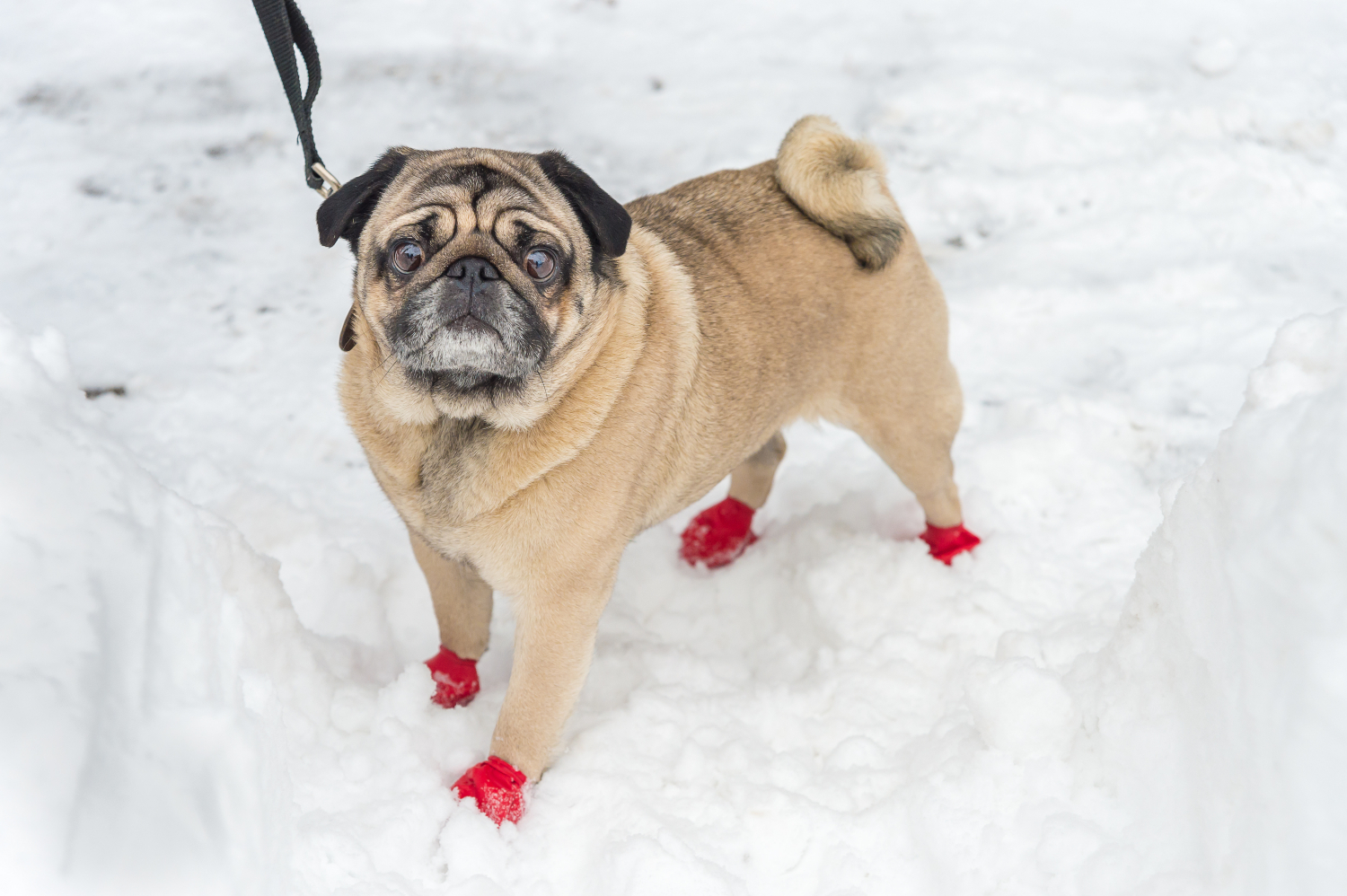 pug wearing red boots in the snow
