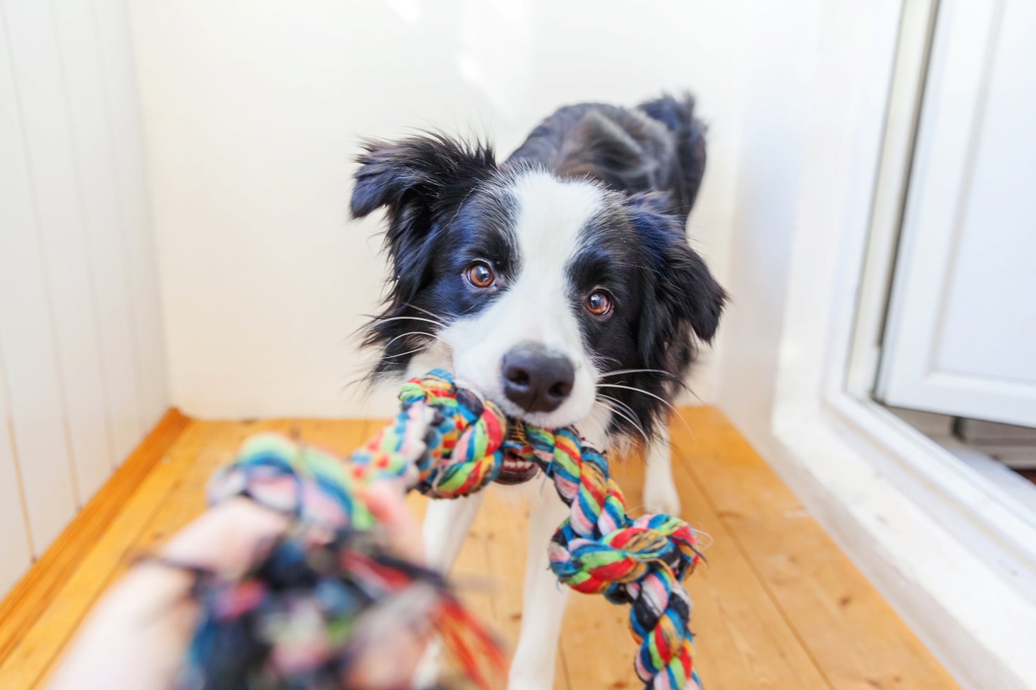 dog playing tug of war inside with owner