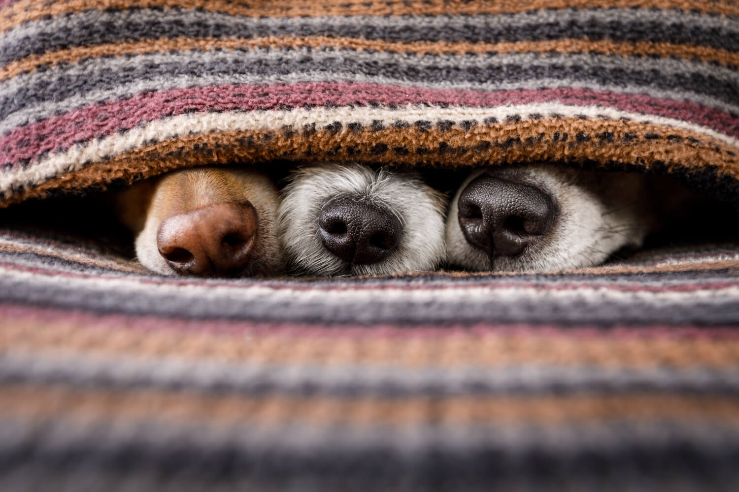 3 dogs in a blanket with their nose sticking out