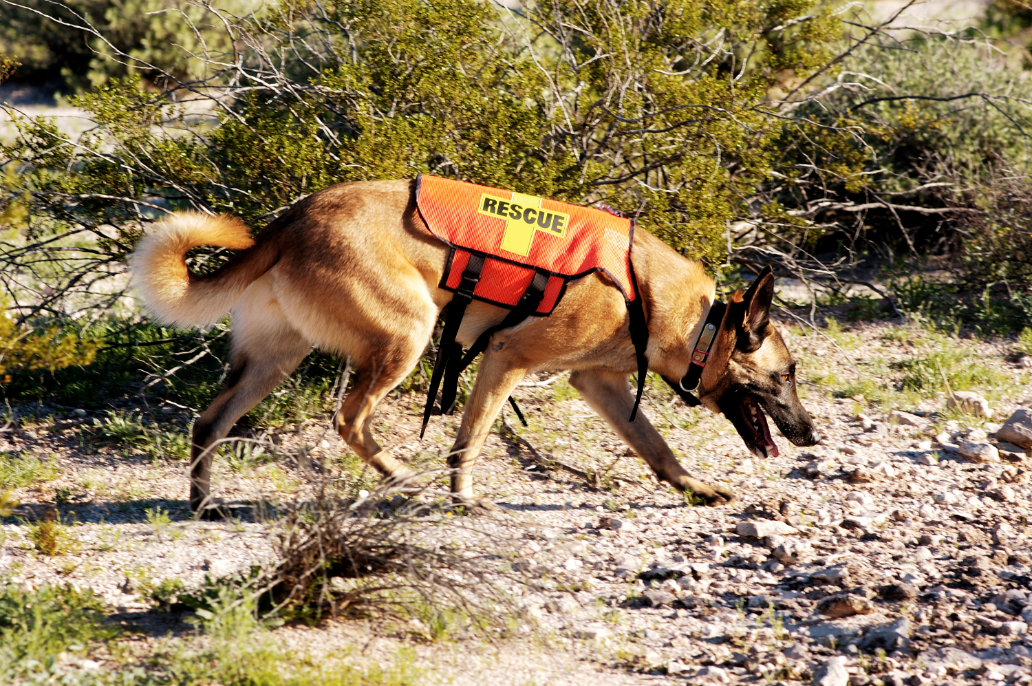 dog wearing orange rescue top sniffing the ground