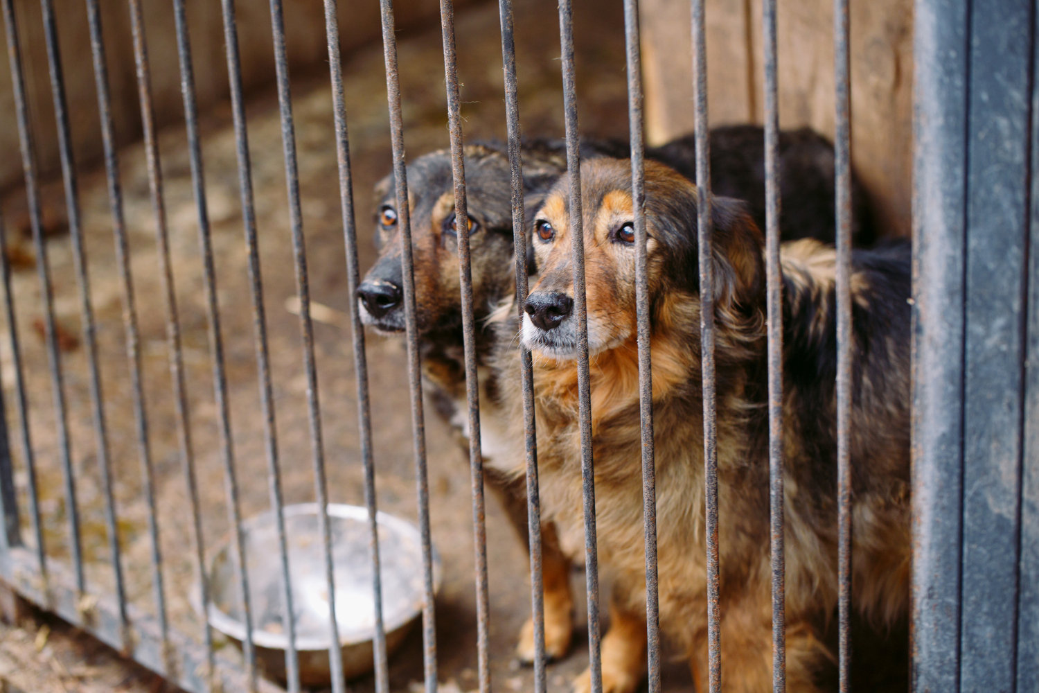 2 dogs sat behind a fence peering out