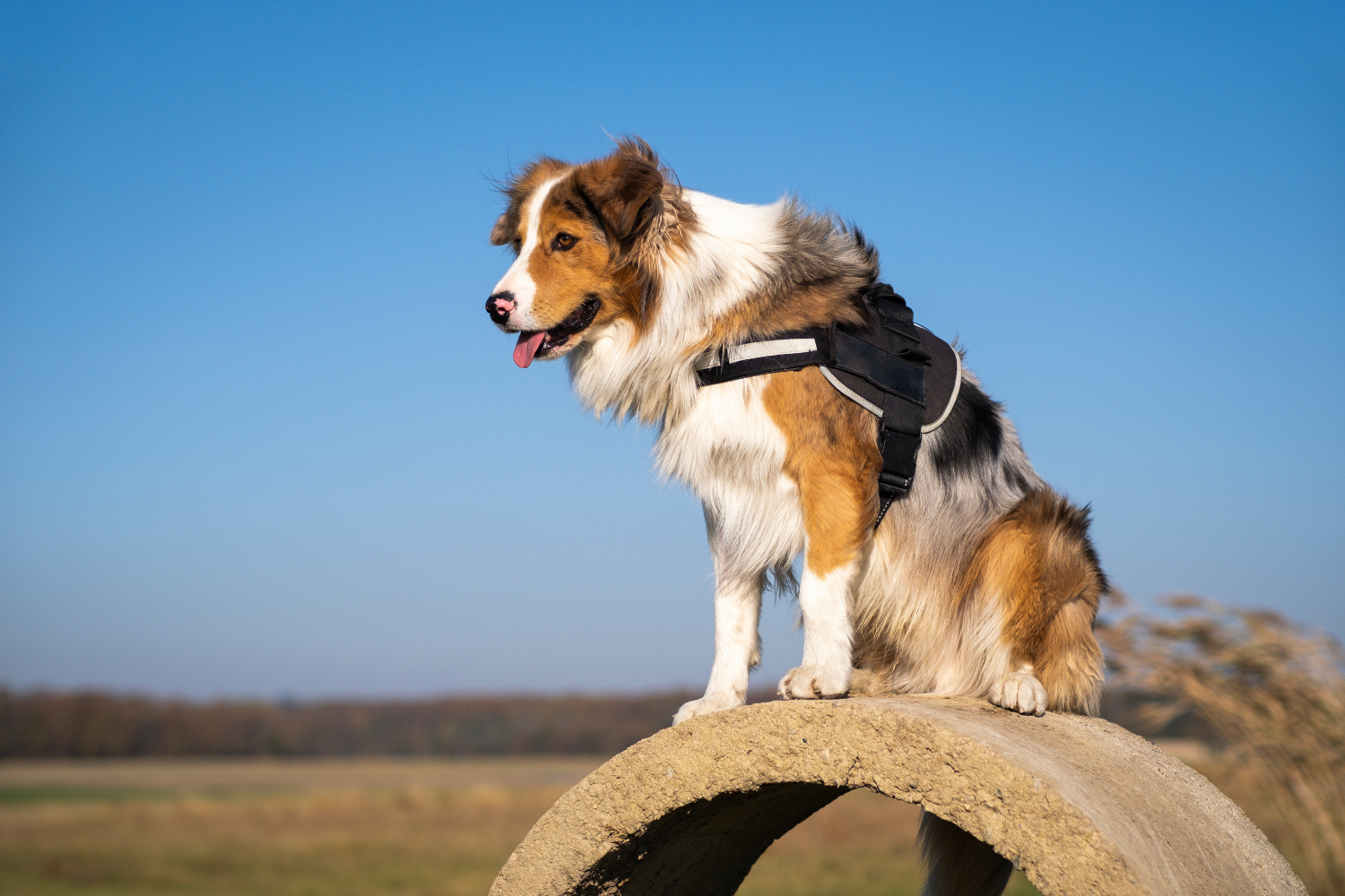 rescue dog sat on top of a rock wearing a harness