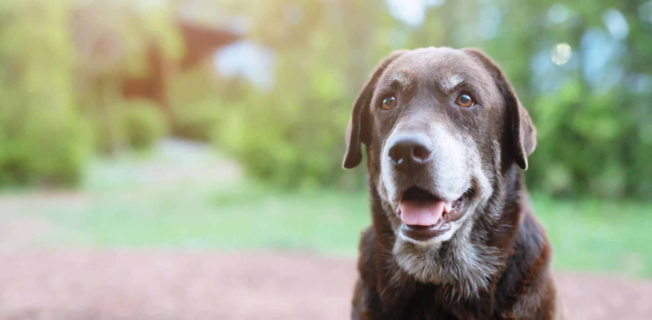 Old Brown Dog in park