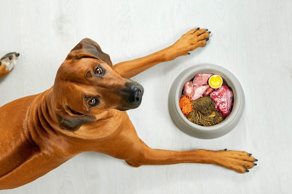 Dog next to food