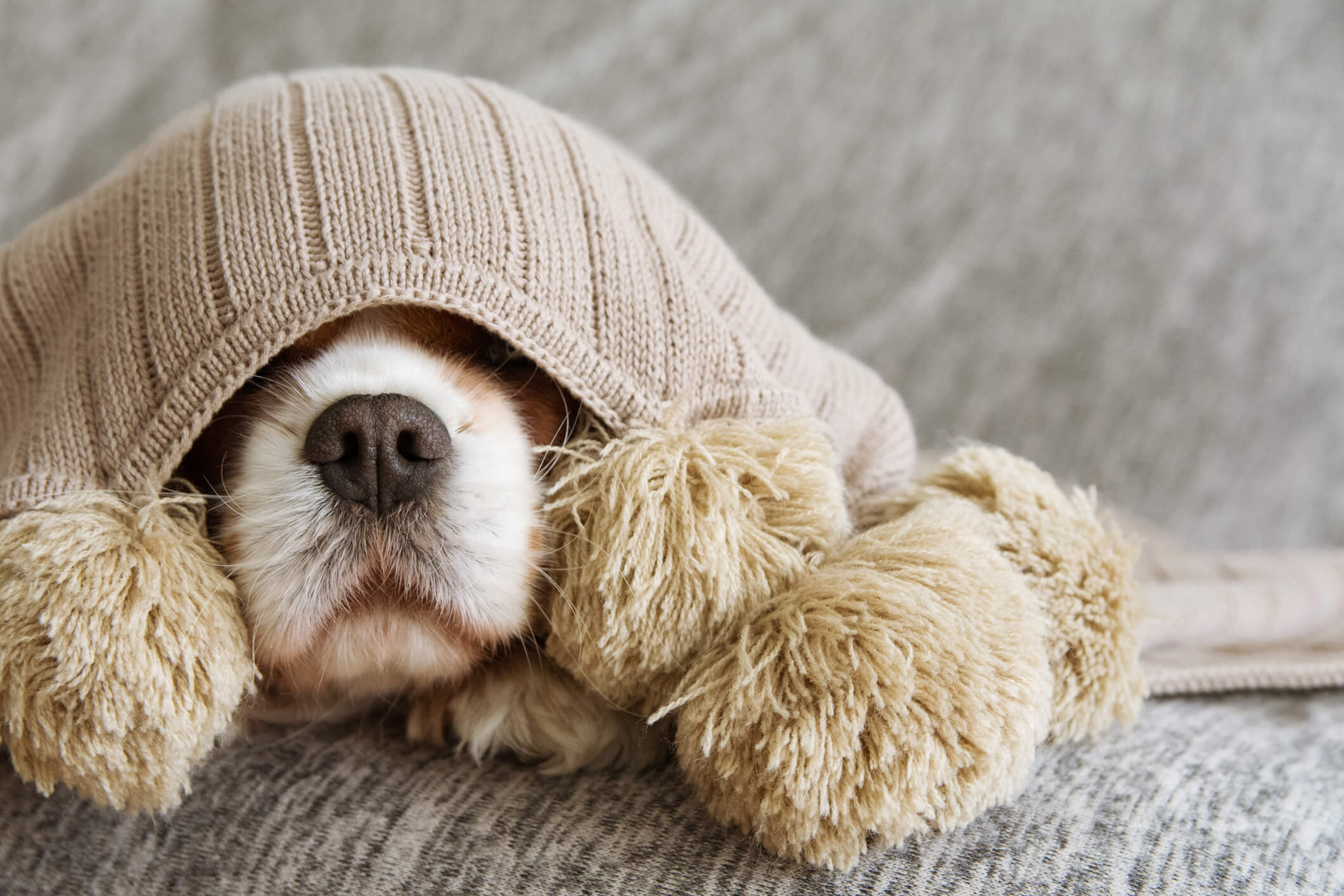 dog hiding under cover