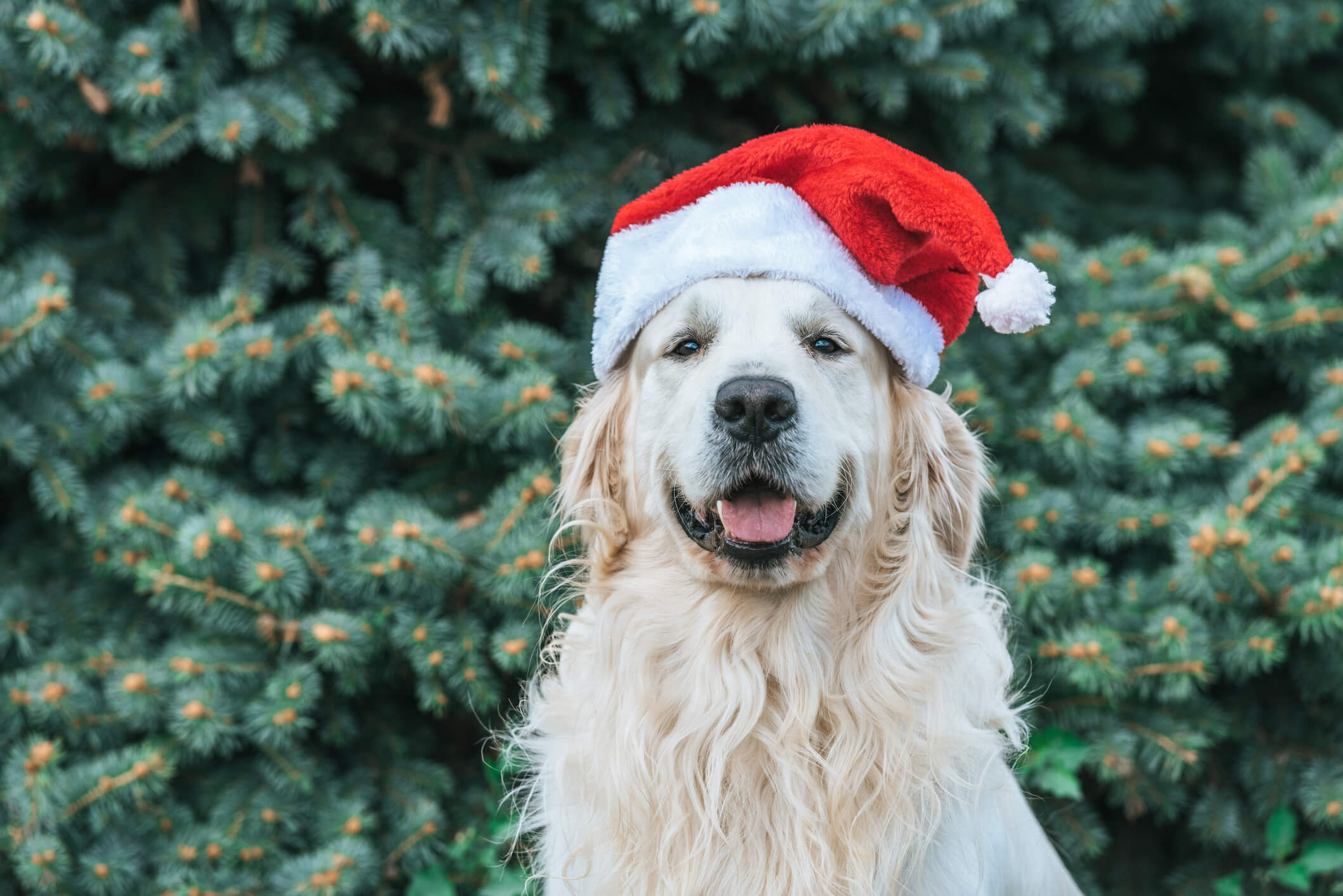 Dog in Christmas hat