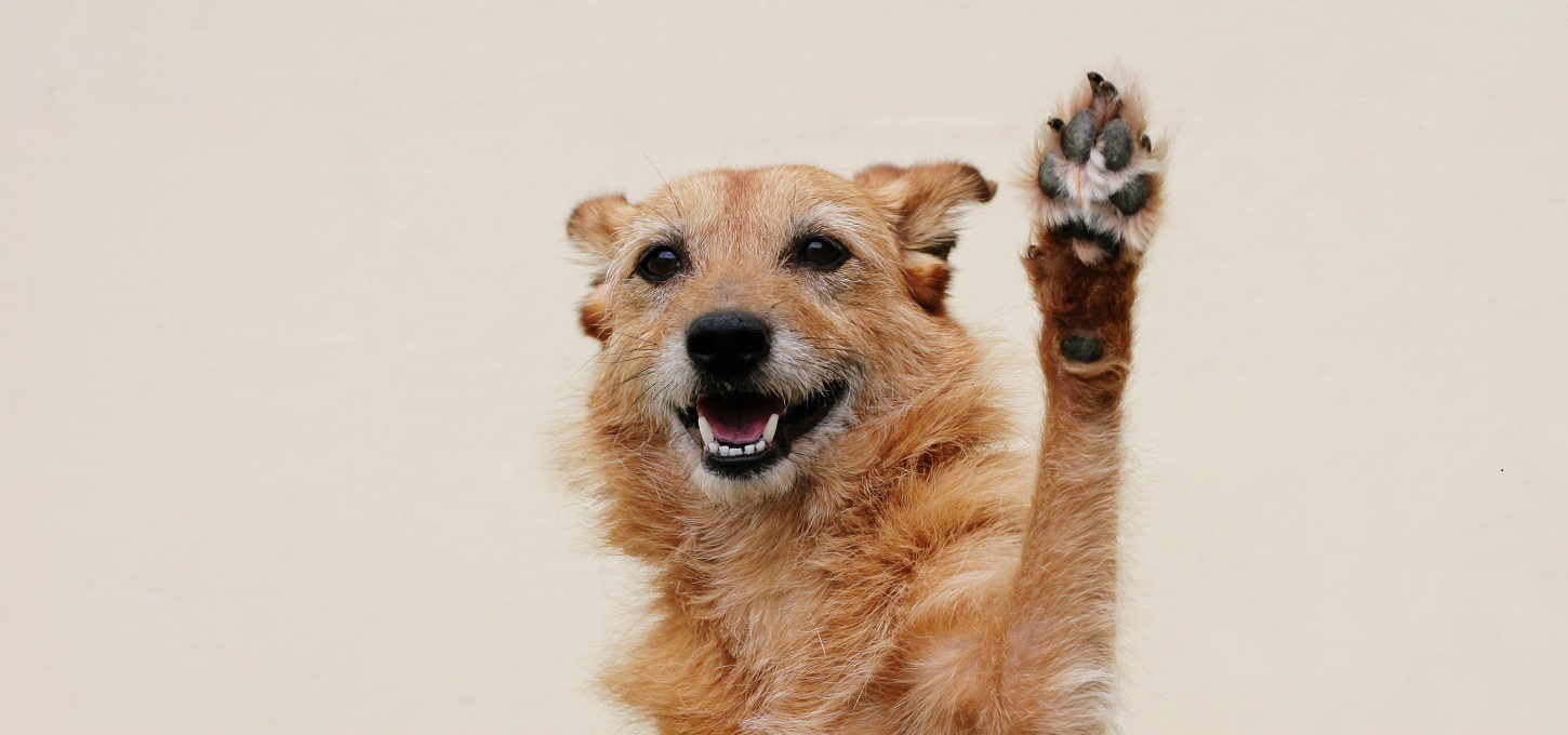 Dog with paw up