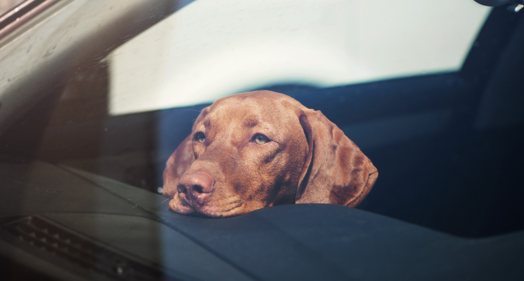 dog in car