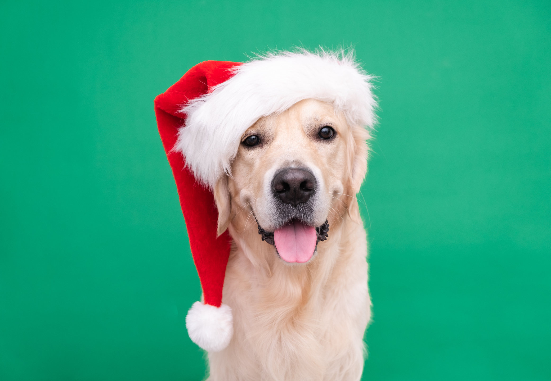 Owners prioritise dogs ahead of humans for Christmas gifts this year