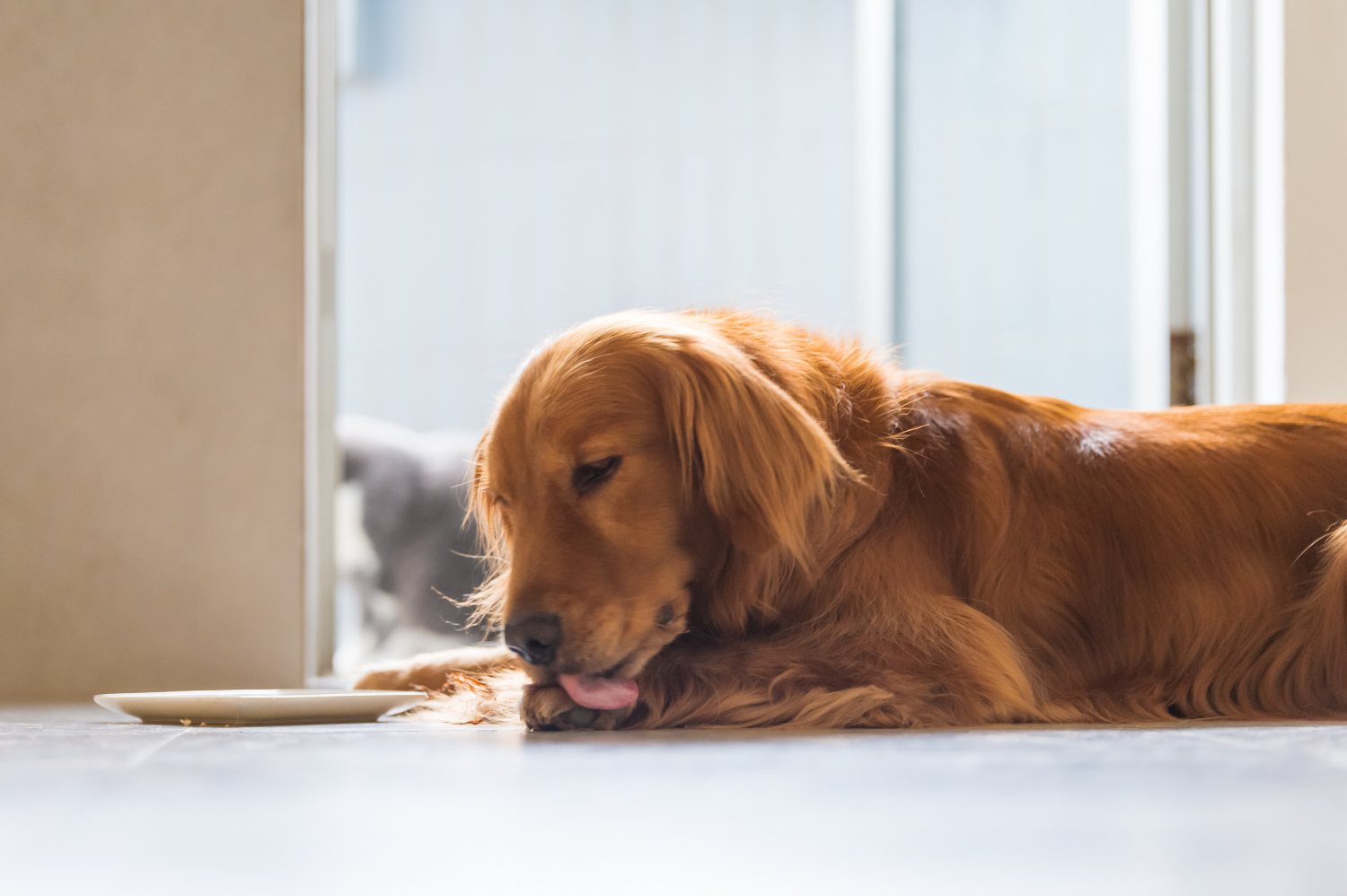 fluffy brown dog licking its paw